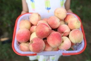 每日大賽吃瓜網直達,揭秘精彩賽事幕后故事